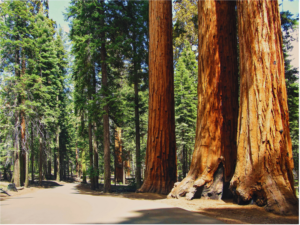 Our Favorite National Parks and Why You Need to Visit Sequoia National Park, California